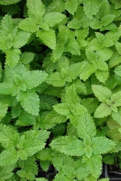 İstanbul Baharat Melisa Yaprağı (Limon Melisa) 2x10 gr thumbnail 3