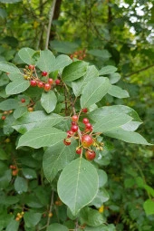 İstanbul Baharat Barut Ağacı Kabuğu 5x50 gr thumbnail 4