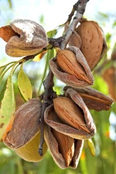 Organik Bitkim Acı Badem İçi 1000 gr thumbnail 4