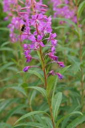 İstanbul Baharat Yakı Otu (Mera Gülü) 50 gr x 2 Adet thumbnail 3