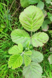 İstanbul Baharat Böğürtlen Yaprağı 5x30 gr thumbnail 4