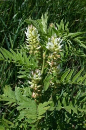 İstanbul Baharat Meyan Kökü (Rendelenmiş-Lif) 3x30 gr thumbnail 3