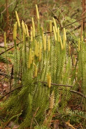 İstanbul Baharat Kurt Pençesi (Kibrit Otu) 2x40 gr thumbnail 3