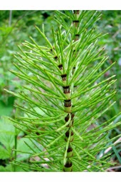 İstanbul Baharat Kırkkilit Otu (At Kuyruğu) 3x40 gr thumbnail 3