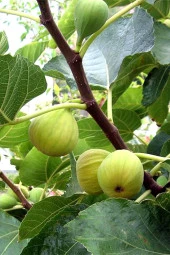 İstanbul Baharat İncir Yaprağı 6x30 gr thumbnail 3