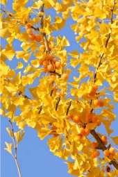 İstanbul Baharat Ginkgo Biloba Yaprağı 4x30 gr thumbnail 4