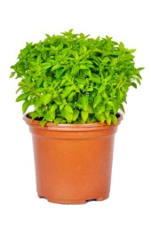 İstanbul Baharat Fesleğen 4x70 gr thumbnail 3