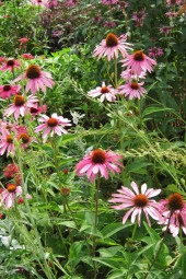 İstanbul Baharat Ekinezya (Kirpi Otu) 4x40 gr thumbnail 4