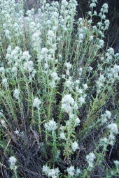 İstanbul Baharat Bodur Mahmut (Acı Yavşan) 50 gr thumbnail 2