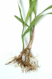 İstanbul Baharat Ayrık Kökü 4x90 gr thumbnail 4