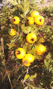 İstanbul Baharat Alıç Meyvesi Kurusu 5x100 gr thumbnail 3