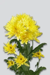 İstanbul Baharat Karahindiba 40 gr thumbnail 2