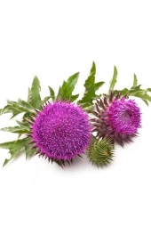 Balen Deve Dikeni Ekstraktı Kapsül 375 mg 60 Kapsül thumbnail 2