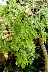 İstanbul Baharat Moringa Bitkisi (Çayı) 30 gr x 5 Adet thumbnail 3