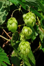 İstanbul Baharat Şerbetçi Otu 20 gr x 3 Adet thumbnail 3