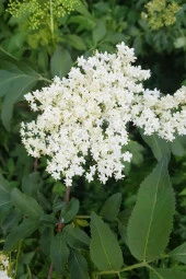 İstanbul Baharat Mürver Çiçeği 50 gr thumbnail 2