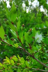 İstanbul Baharat Mersin Yaprağı 40 gr x 6 Adet thumbnail 3