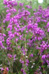 İstanbul Baharat Funda Yaprağı 100 gr x 3 Adet thumbnail 4