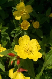 İstanbul Baharat Ebegümeci 50 gr x 5 Adet thumbnail 4