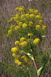İstanbul Baharat Çakşır Kökü 60 gr x 5 Adet thumbnail 3