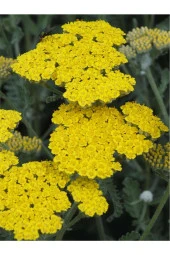 İstanbul Baharat Civan Perçemi (Kandil Çiçeği) 4x50 gr thumbnail 3