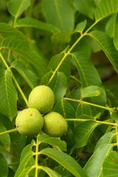 İstanbul Baharat Ceviz Yaprağı 4x50 gr thumbnail 3