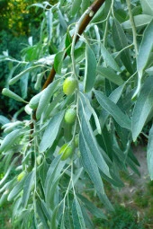 İstanbul Baharat Zeytin Yaprağı 6x40 gr thumbnail 3