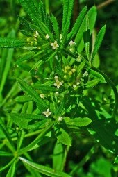 İstanbul Baharat Yoğurt Otu (Yapışkan Otu) 6x50 gr thumbnail 3