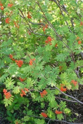 İstanbul Baharat Üvez Yaprağı 4x30 gr thumbnail 3