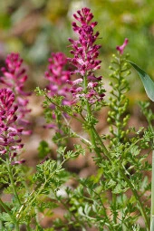 İstanbul Baharat Şahtere Otu 4x50 gr thumbnail 3