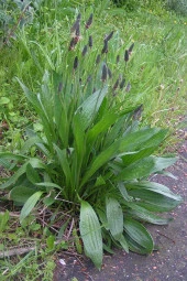 İstanbul Baharat Sinirli Ot Yaprağı 3x50 gr thumbnail 3