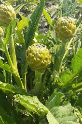 İstanbul Baharat Enginar Yaprağı 40 gr thumbnail 2