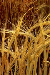 Organik Bitkim Arpa Unu Taze Öğütülmüş 1000 gr thumbnail 4