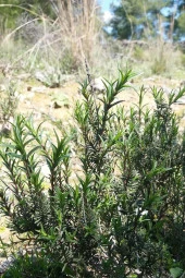 Organik Bitkim Zahter - Dağ Kekiği 1000 gr thumbnail 3