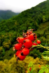 Organik Bitkim Kuşburnu Kurusu Yeni Mahsul 500 gr thumbnail 4