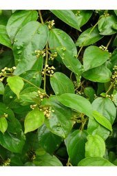 İstanbul Baharat Cinnema (Gurmar Otu) 30 gr thumbnail 2