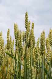 İstanbul Baharat Yeşil Yulaf Samanı 2x30 gr thumbnail 3