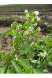 İstanbul Baharat Çoban Çantası 5x50 gr thumbnail 3