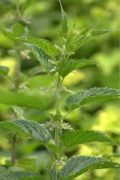 Organik Bitkim Isırgan Otu Tohumu 150 gr thumbnail 4