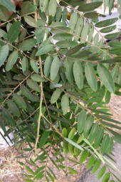 Organik Bitkim Sinameki Yaprağı 1000 gr thumbnail 3