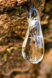 Organik Bitkim Damla Sakızı 10 gr thumbnail 3