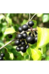 Organik Bitkim Acı Çehre Tohumu (Akdiken Tohumu) 4 x 10 gr thumbnail 3