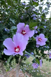 Organik Bitkim Hatmi - Gül Hatmi Çiçeği 150 gr thumbnail 3