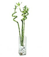 Dal Bambu Lucky Bamboo Şans Bambu 100 Cm 3 Lü Salon Ev Bitkisi - 1