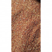DOĞAL KIZIL DAL DARI tohumu 5 KG (TİLKİ KUYRUGU) - 1