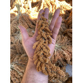 DOĞAL KIZIL DAL DARI tohumu 5 KG (TİLKİ KUYRUGU) - 3