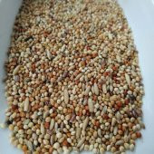 Vivid Bird Muhabbet Kuşu Özel Karışım Yem 20 kg - 2