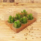 6 lı Kaktüs Mumlar Şık Paketli Model 2 - 1