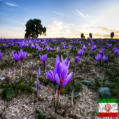 Saffron Orijinal Bitkiden Safran İran Safranı (2 gram) - 4