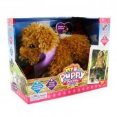 Yürüyen Köpeğim Moose - 3